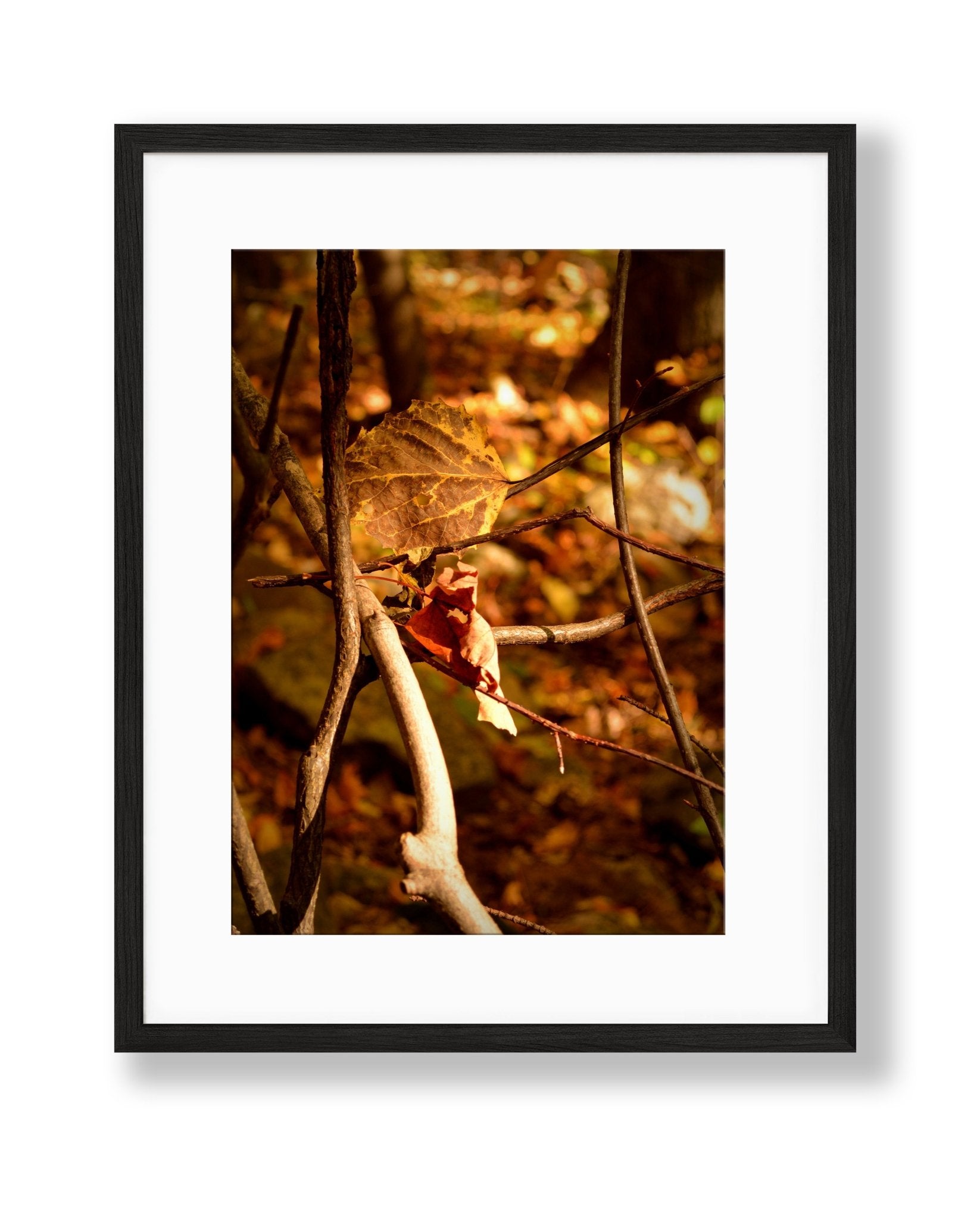 Embracing Autumn: Exclusive Phone Wallpapers and A Giveaway! - Chelsey Walker Creative, LLC