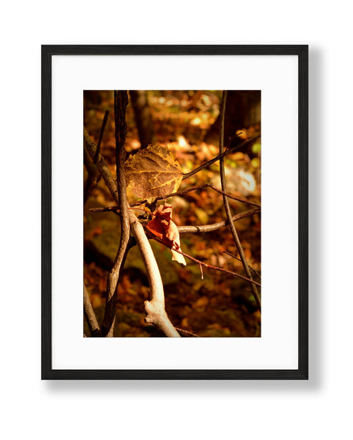 Autumn Leaf "Tangled" | No. 1 - Chelsey Walker Creative