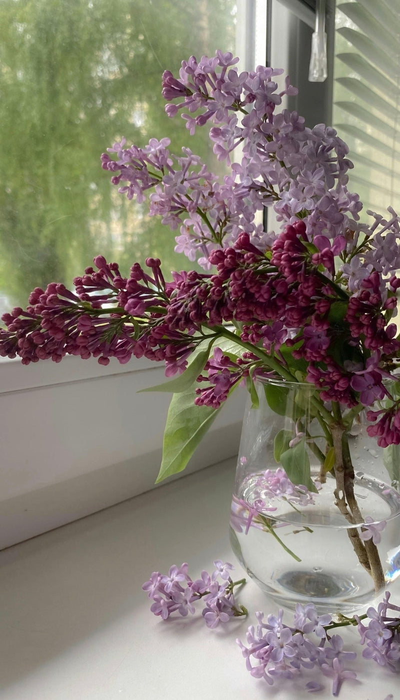 Lasting Lilacs: Care Tips - Chelsey Walker Creative, LLC