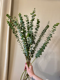 Eucalyptus Bundle