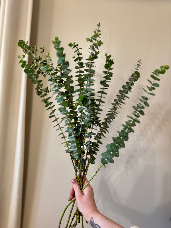 Eucalyptus Bundle