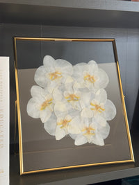 Framed Floral Preservation