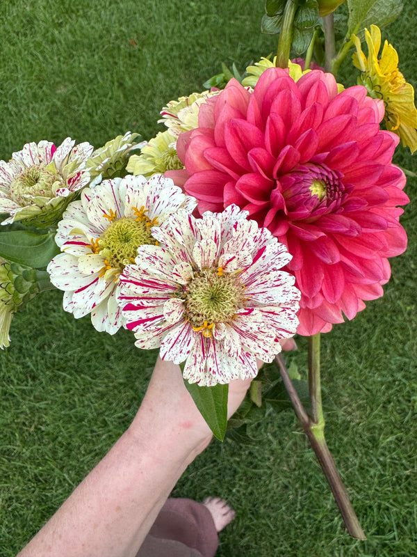 Candy Stripe Zinnia Seeds (Preorder) - Chelsey Walker Creative, LLC