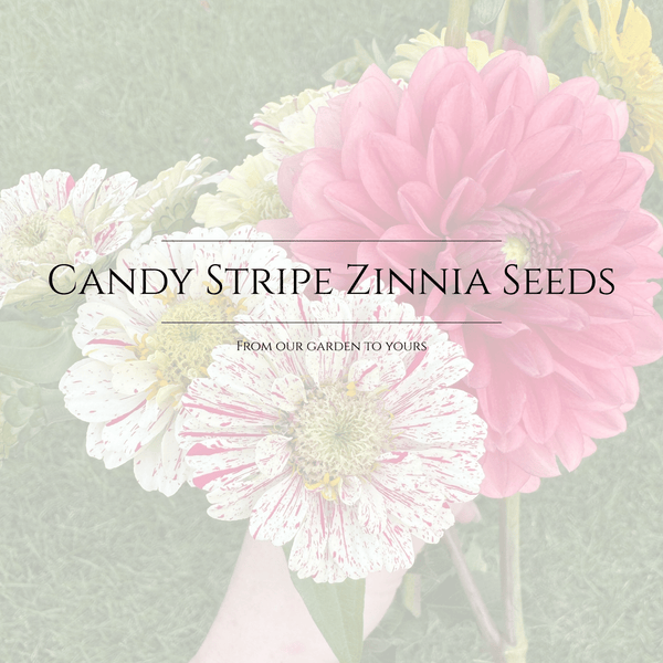 Candy Stripe Zinnia Seeds (Preorder) - Chelsey Walker Creative, LLC