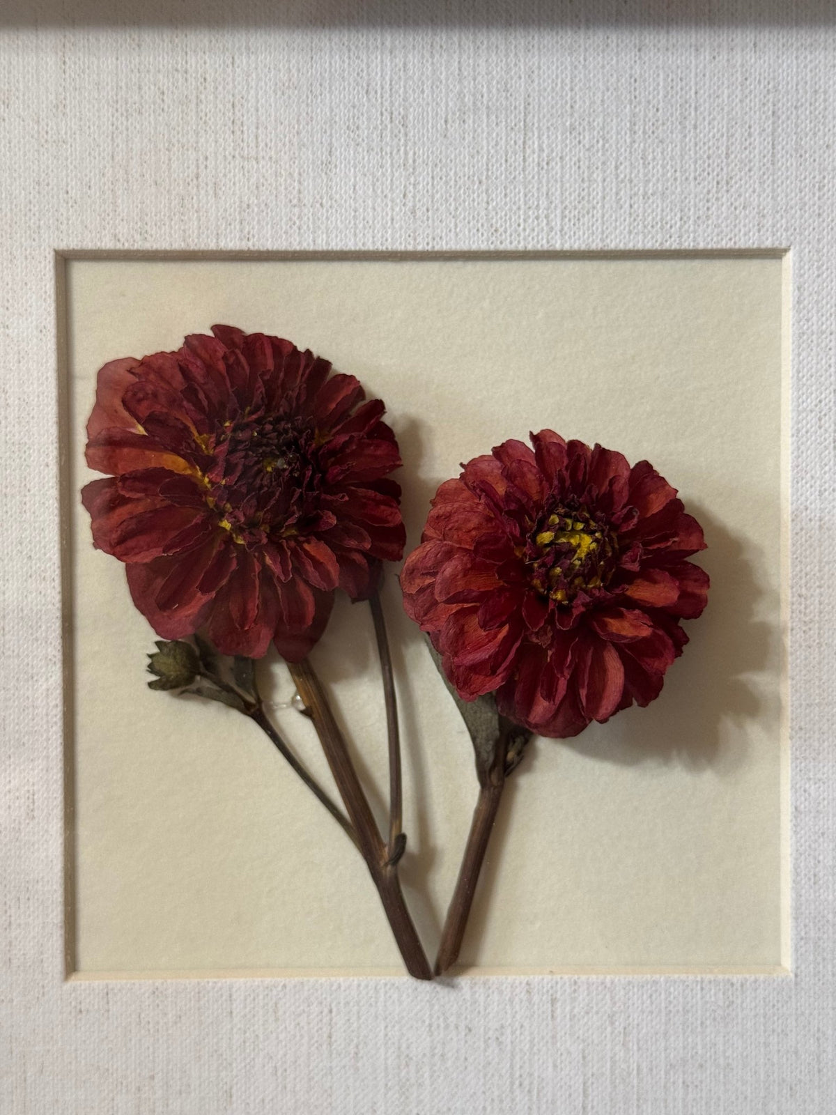 Dried Dahlia Shadow Box - Chelsey Walker Creative, LLC