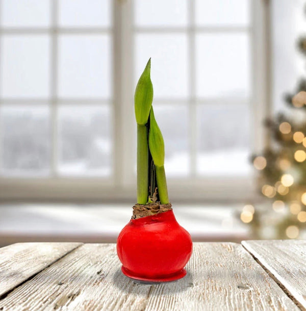Holiday Amaryllis Bulb (Preorder) - Chelsey Walker Creative, LLC