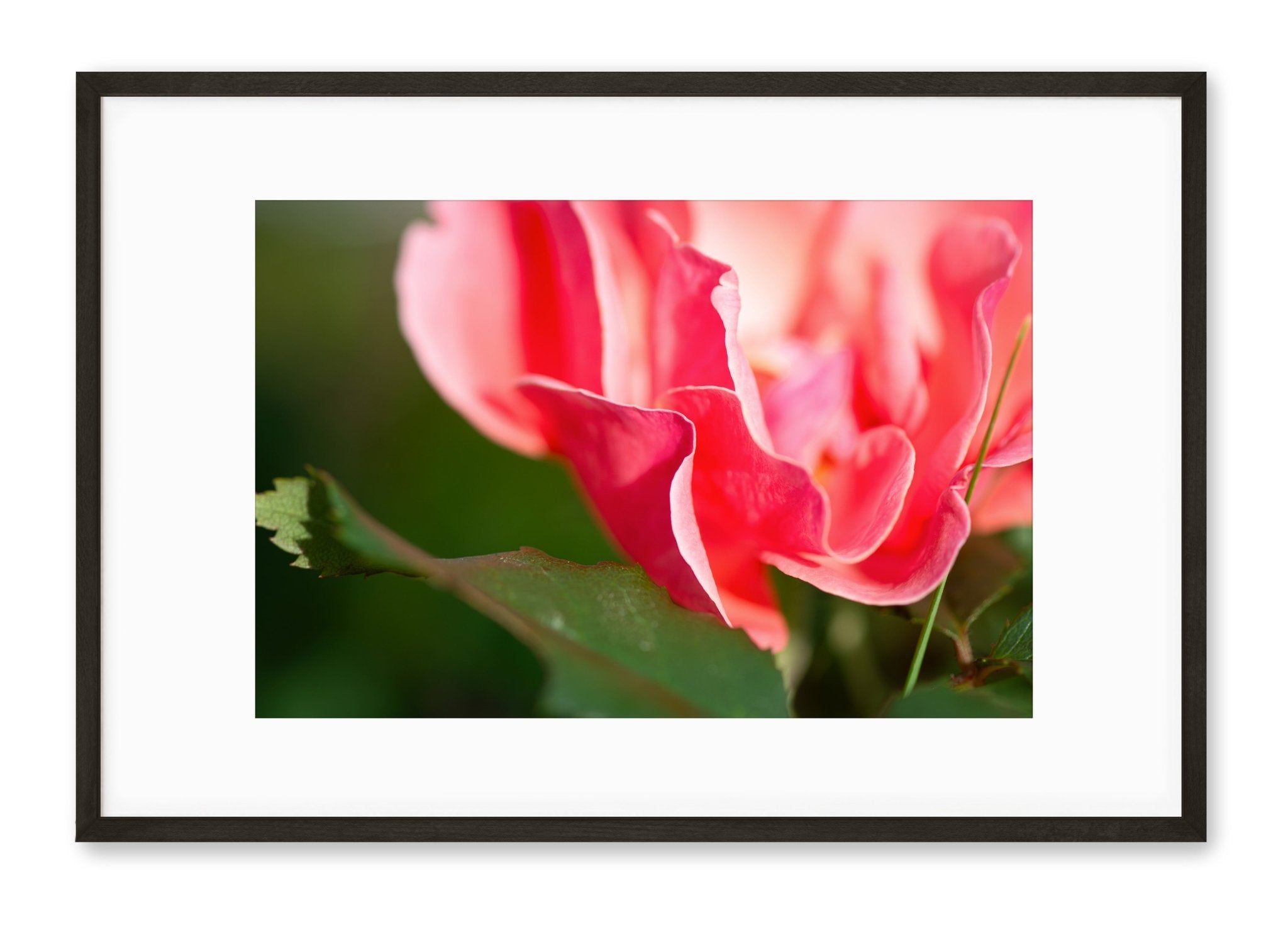 Knock Out Roses | No. 8