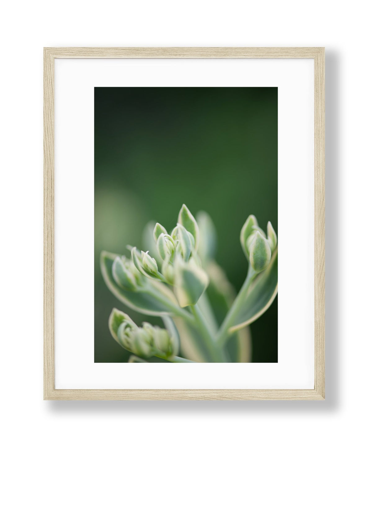 Petite Print | Green No. 8 - Chelsey Walker Creative, LLC