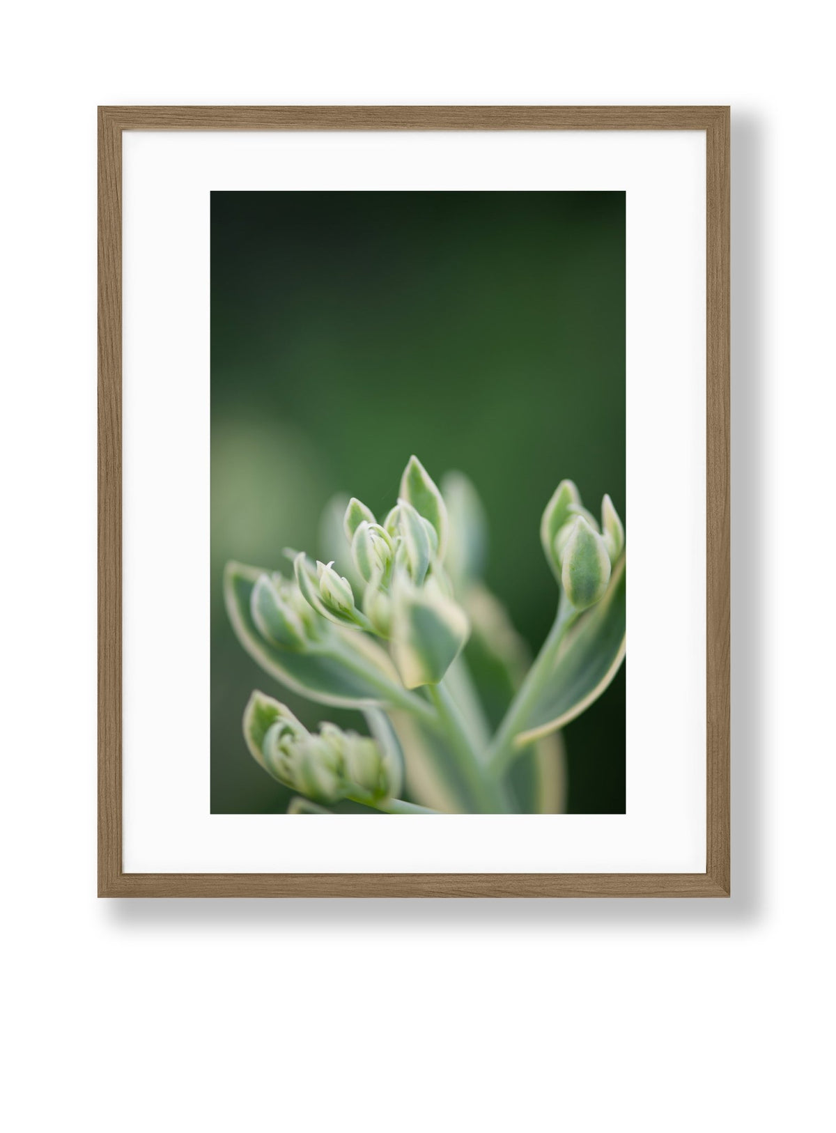 Petite Print | Green No. 8 - Chelsey Walker Creative, LLC