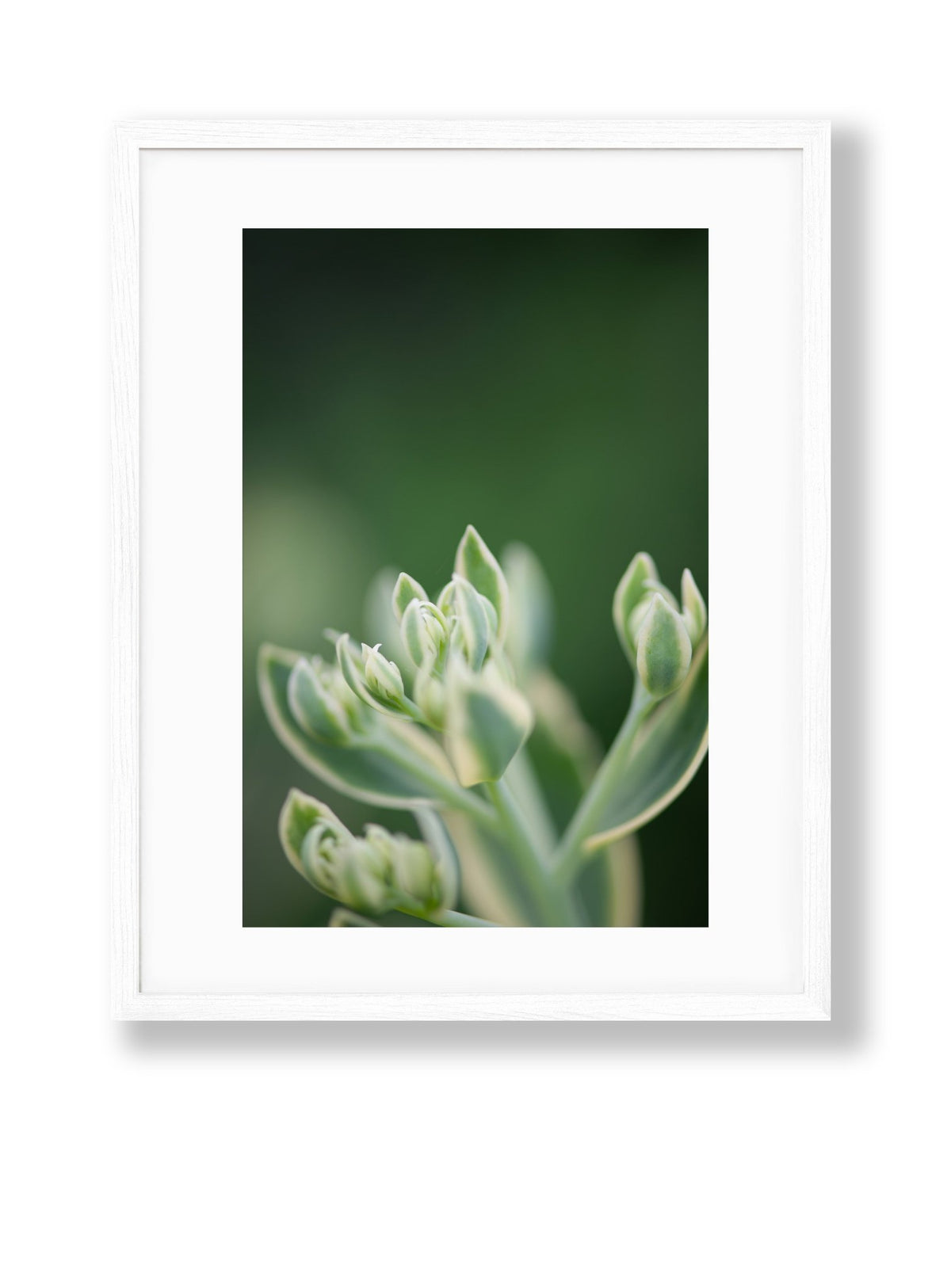 Petite Print | Green No. 8 - Chelsey Walker Creative, LLC