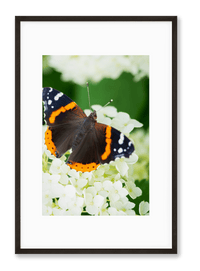 Petite Print | Painted Lady No. 22 - Chelsey Walker Creative, LLC