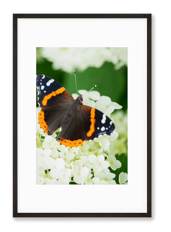 Petite Print | Painted Lady No. 22 - Chelsey Walker Creative, LLC