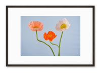 Petite Print | Poppy No. 8 - Chelsey Walker Creative, LLC