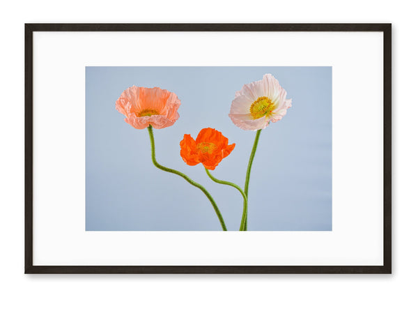 Petite Print | Poppy No. 8 - Chelsey Walker Creative, LLC