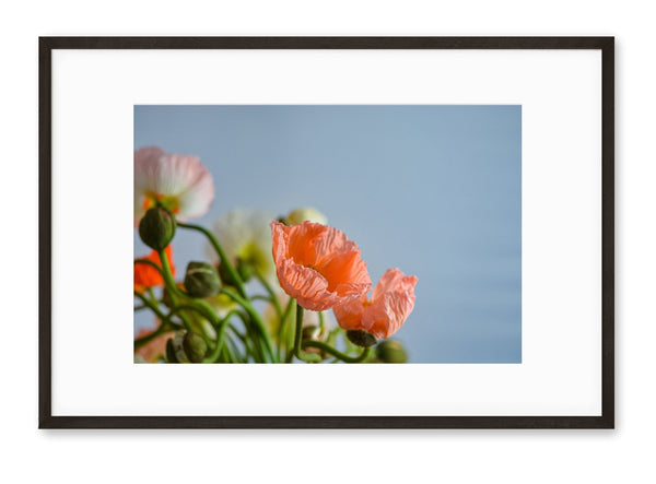 Poppies | No. 11 - Chelsey Walker Creative, LLC