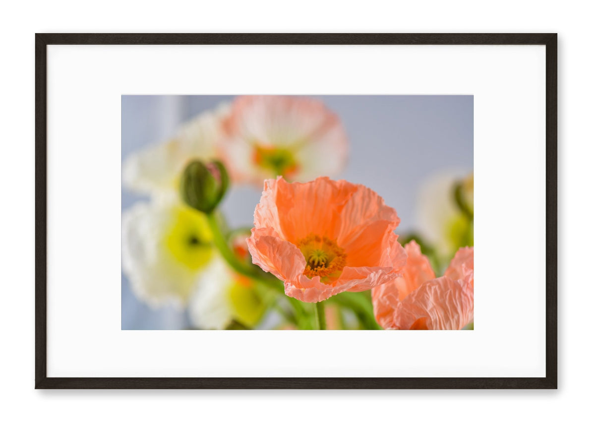 Poppies | No. 16 - Chelsey Walker Creative, LLC