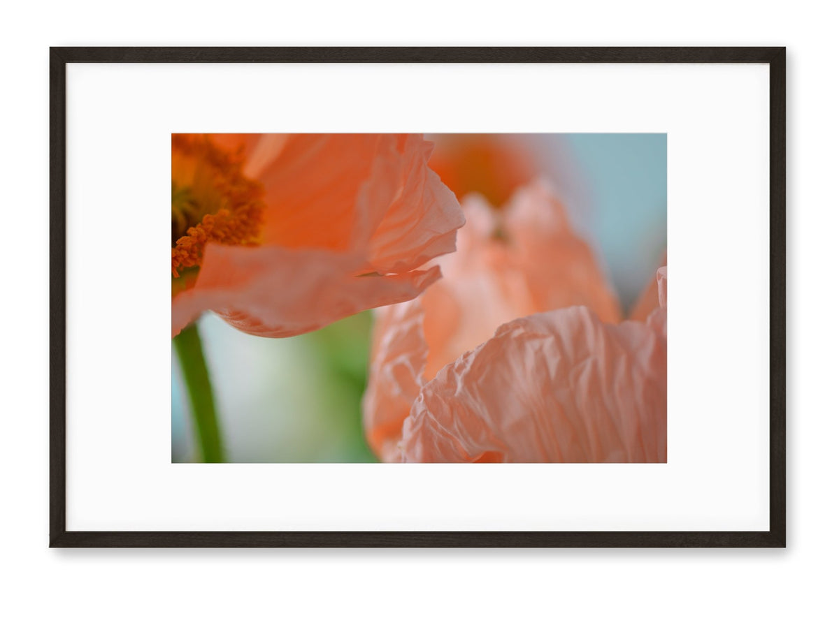 Poppies | No. 3 - Chelsey Walker Creative, LLC