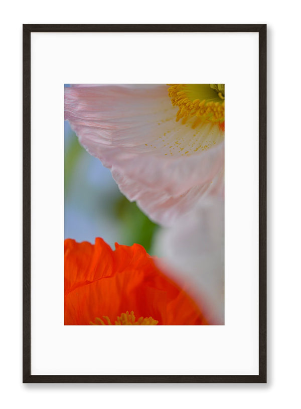 Poppy Abstract | No. 4 - Chelsey Walker Creative, LLC