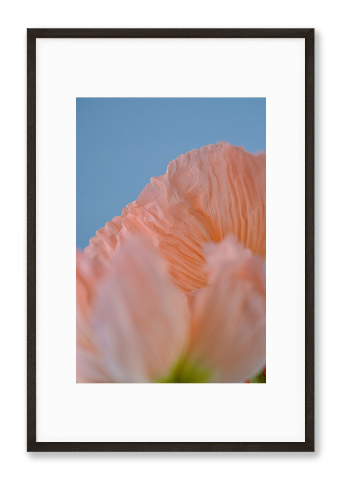 Poppy Abstract | No. 8 - Chelsey Walker Creative, LLC