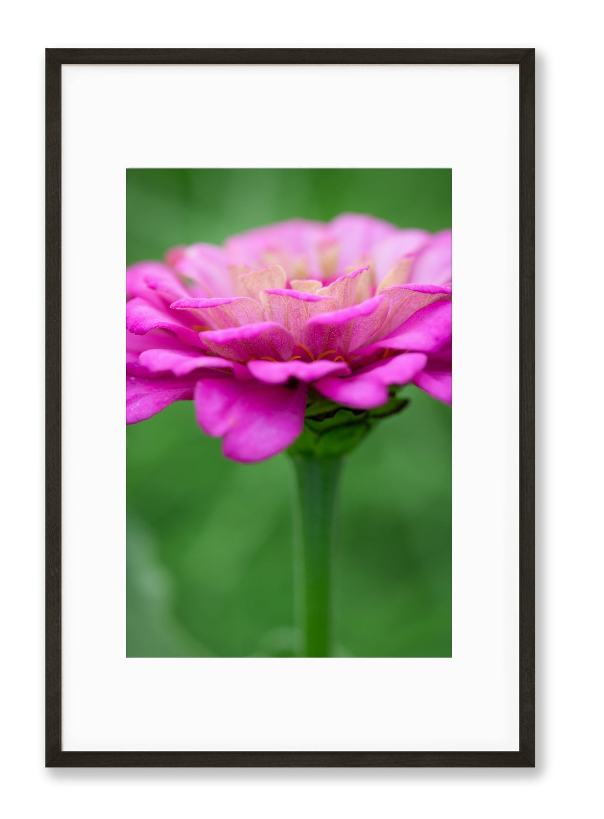 Zinnia | No. 22 - Chelsey Walker Creative, LLC