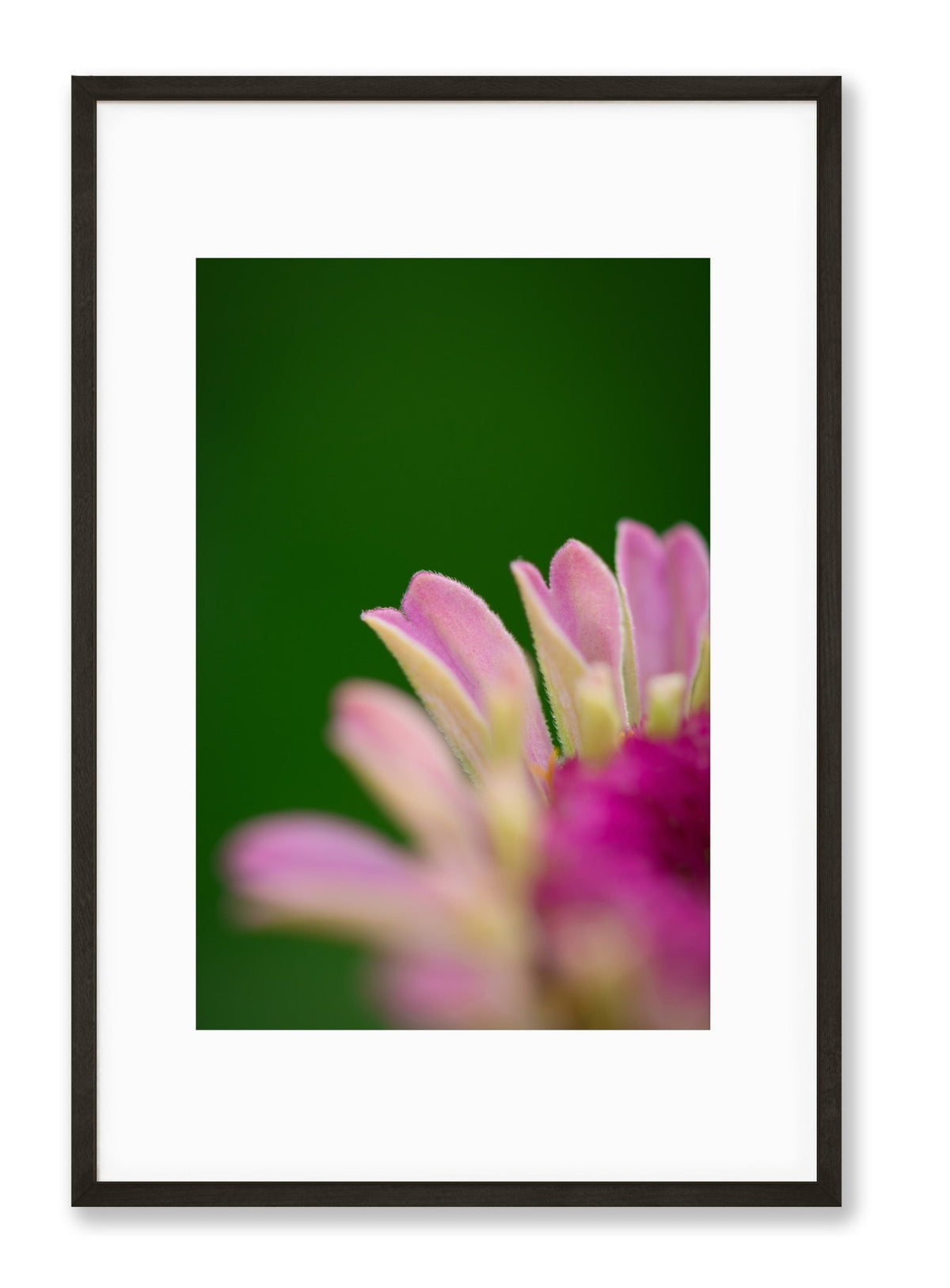 Zinnia | No. 88 - Chelsey Walker Creative, LLC