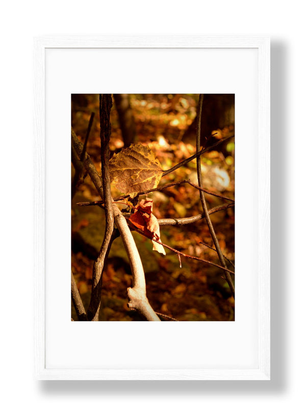 Autumn Leaf "Tangled" | No. 1 - Chelsey Walker Creative