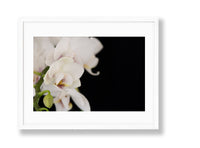 Orchid | No. 24 - Chelsey Walker Creative