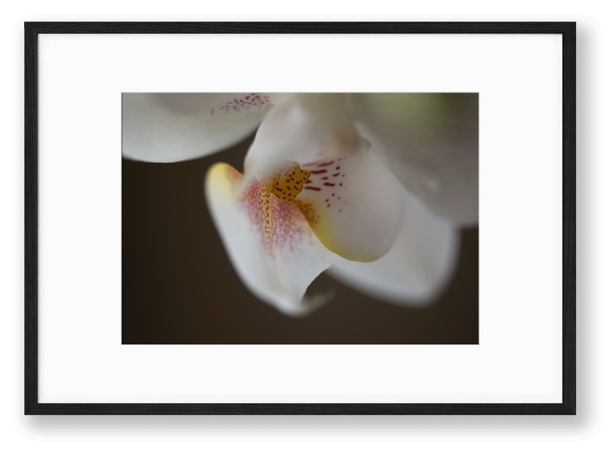 Orchid | No. 26 - Chelsey Walker Creative