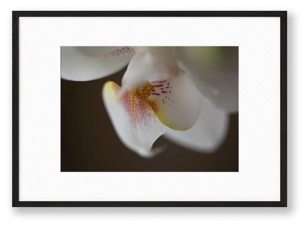 Orchid | No. 26 - Chelsey Walker Creative