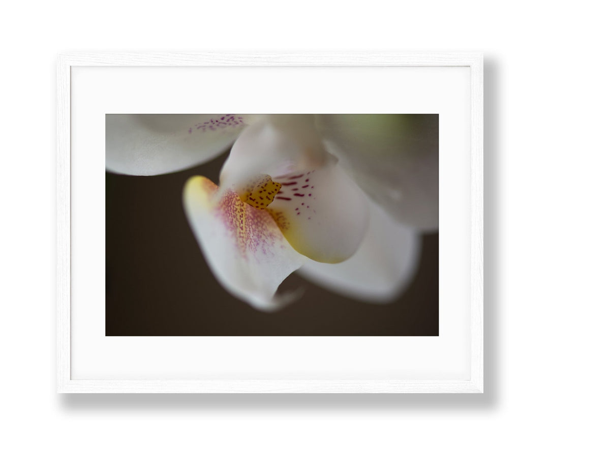 Orchid | No. 26 - Chelsey Walker Creative