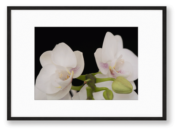Orchid | No. 31 - Chelsey Walker Creative