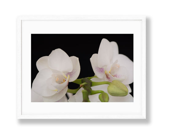 Orchid | No. 31 - Chelsey Walker Creative