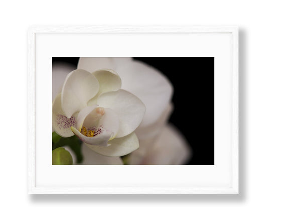 Orchid | No. 38 - Chelsey Walker Creative