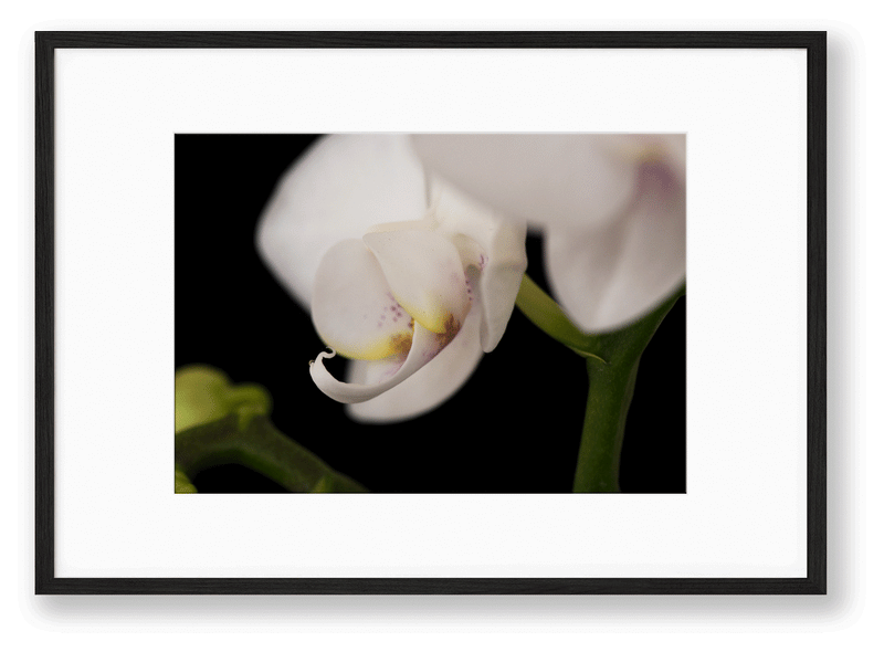 Orchid | No. 5 - Chelsey Walker Creative