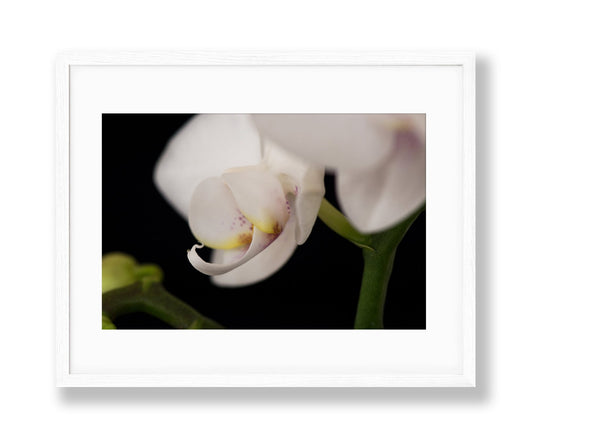 Orchid | No. 5 - Chelsey Walker Creative