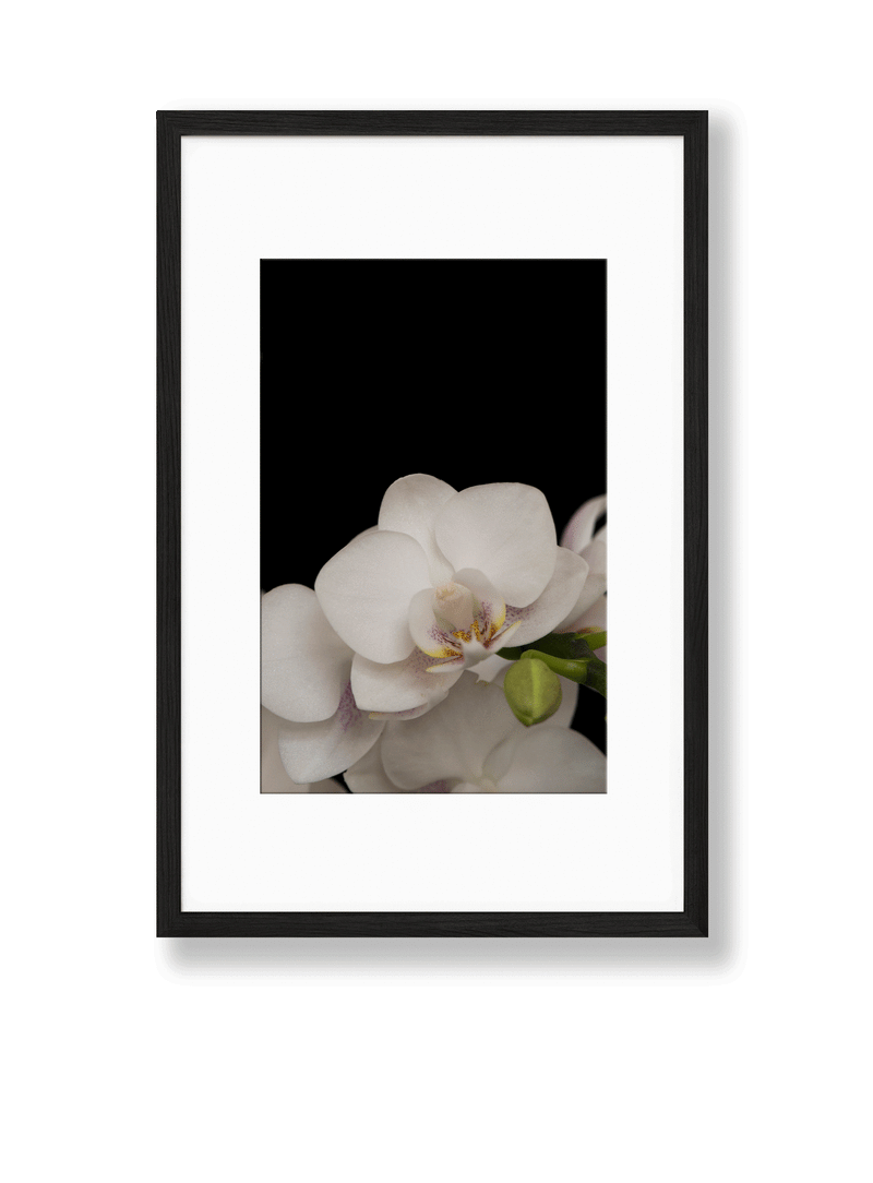 Orchid | No. 8 - Chelsey Walker Creative