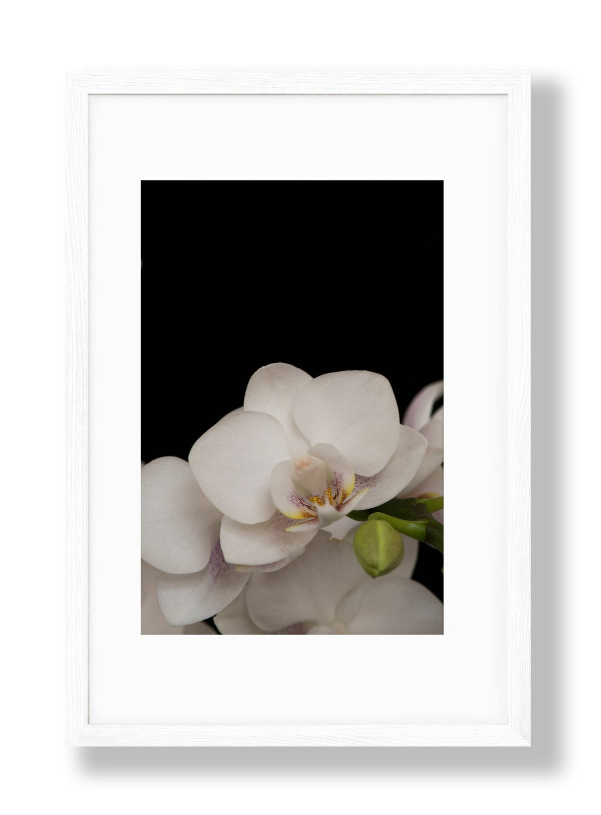 Orchid | No. 8 - Chelsey Walker Creative