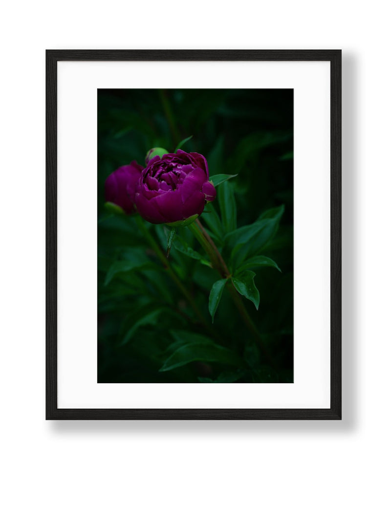 Peony | No. 4 - Chelsey Walker Creative
