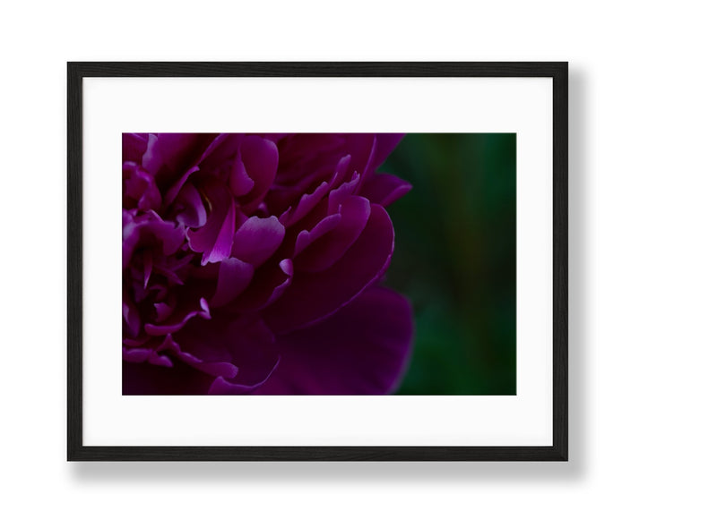 Peony | No. 5 - Chelsey Walker Creative