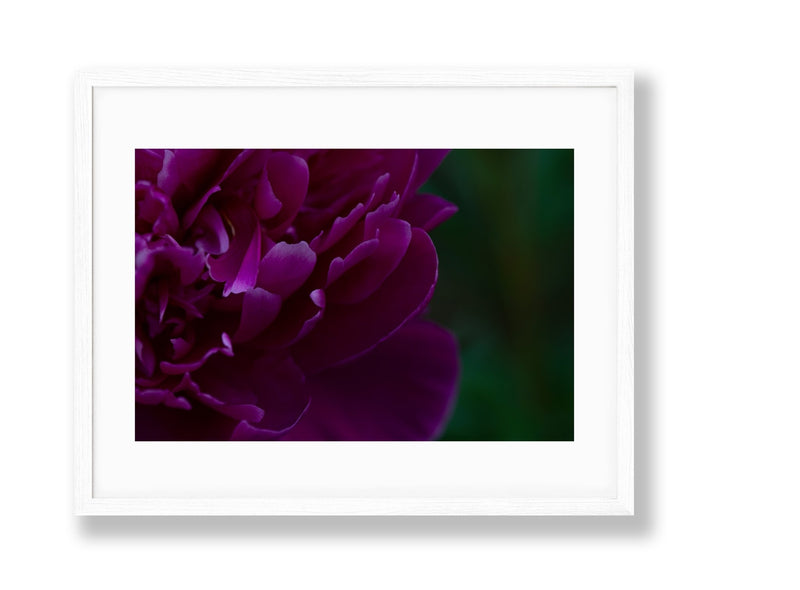 Peony | No. 5 - Chelsey Walker Creative