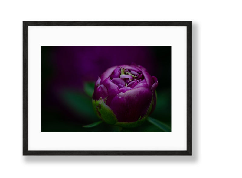 Peony | No. 9 - Chelsey Walker Creative