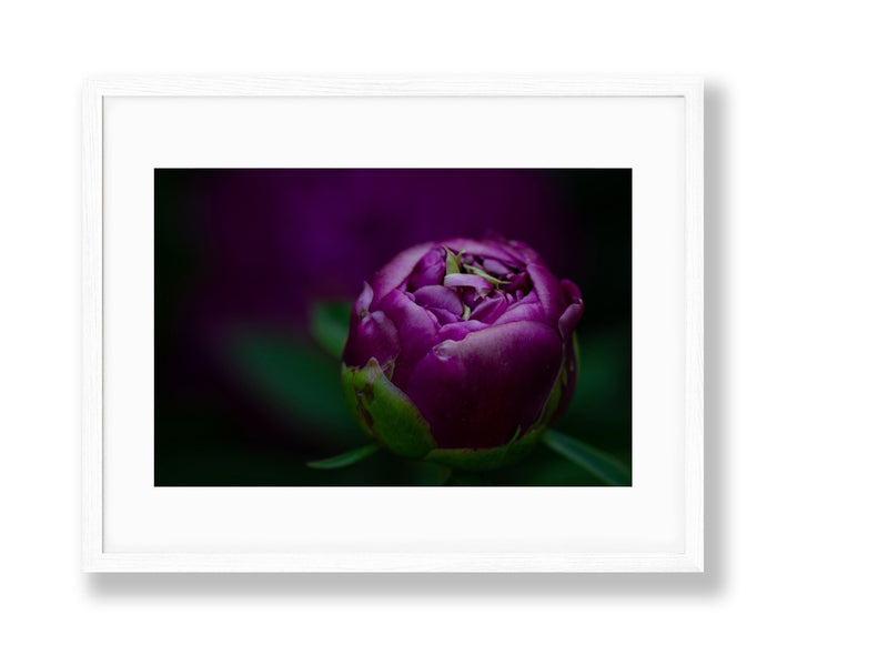 Peony | No. 9 - Chelsey Walker Creative