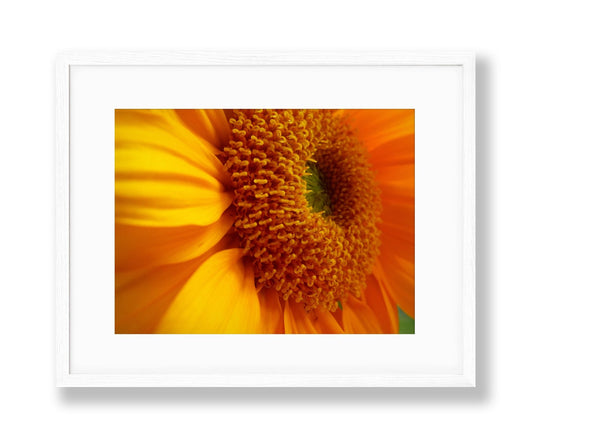 Sunflower | No. 7 - Chelsey Walker Creative