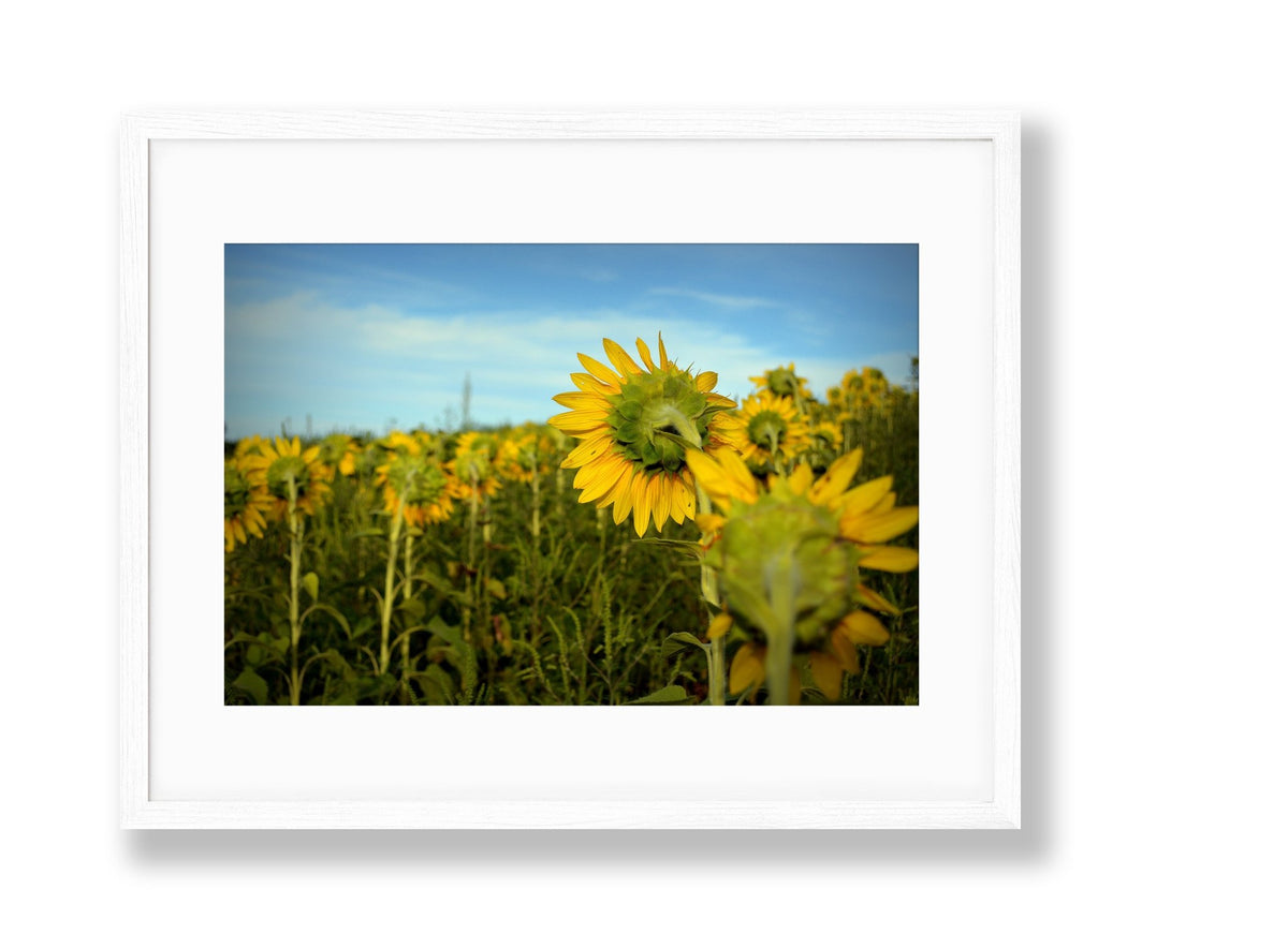 Sunflowers | No. 4 - Chelsey Walker Creative