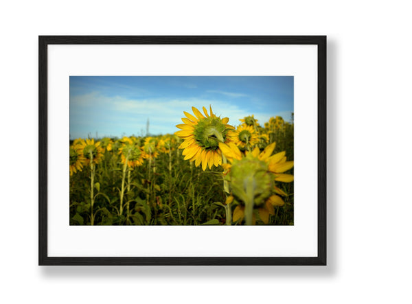 Sunflowers | No. 4 - Chelsey Walker Creative