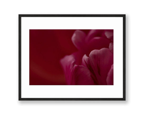 Tulip | No. 22 - Chelsey Walker Creative