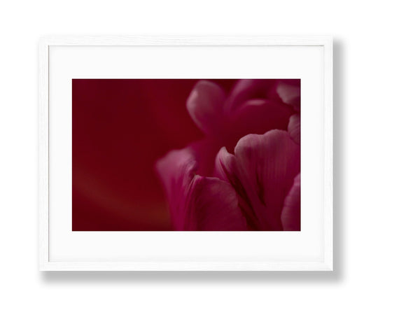 Tulip | No. 22 - Chelsey Walker Creative