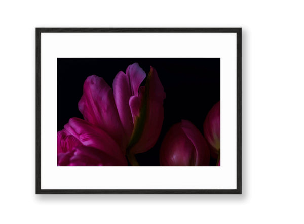 Tulip | No. 32 - Chelsey Walker Creative