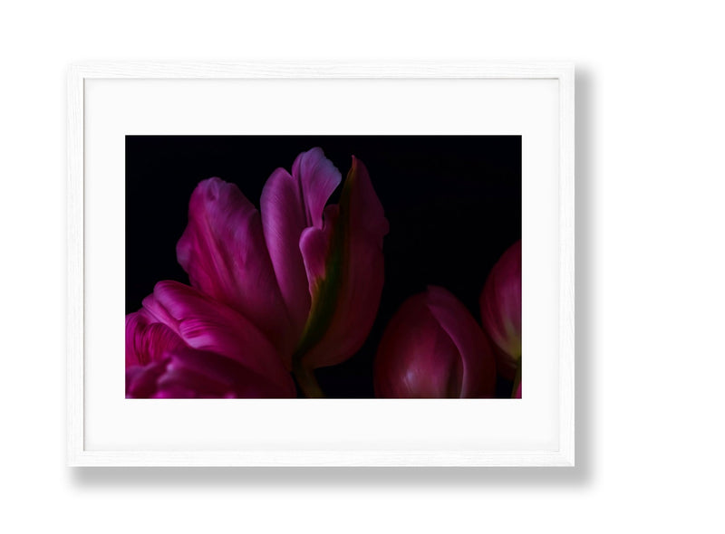 Tulip | No. 32 - Chelsey Walker Creative