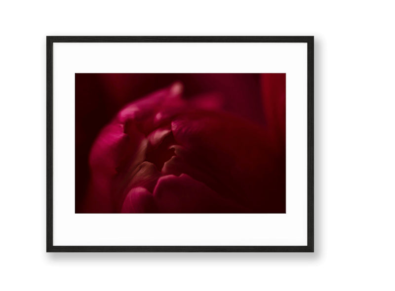 Tulip | No. 7 - Chelsey Walker Creative